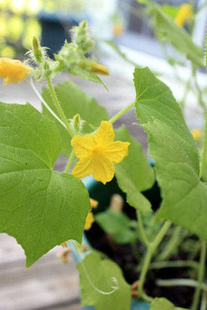 Little Fresh Veggie Garden Grow Kit